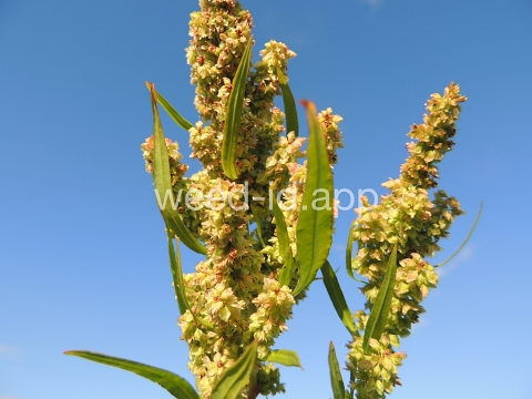 dock, willow leaved